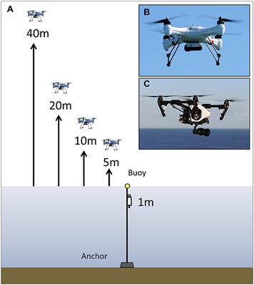 Noise Levels of Multi-Rotor Unmanned Aerial Vehicles with Implications for Potential Underwater Impacts on Marine Mammals